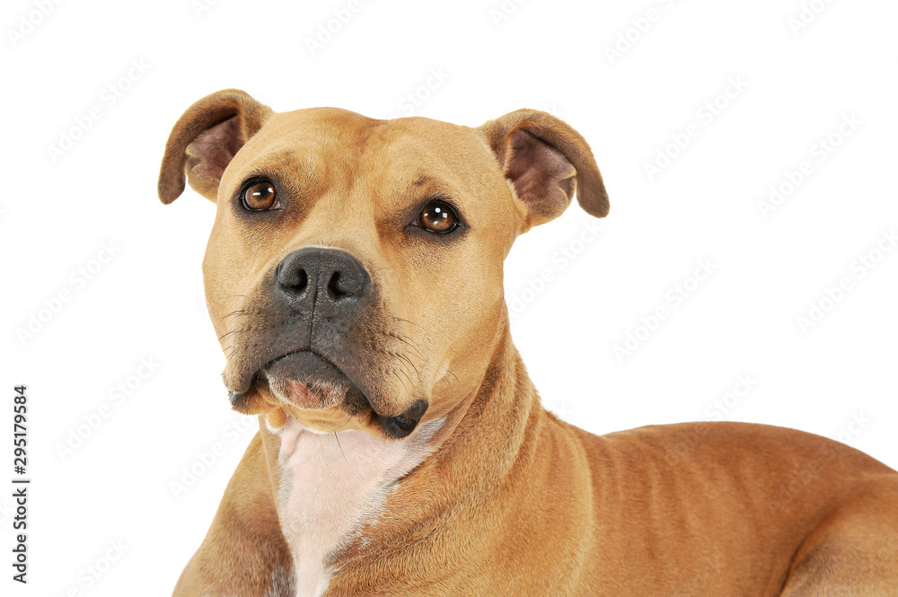 Portrait of an adorable American Staffordshire Terrier looking up curiously