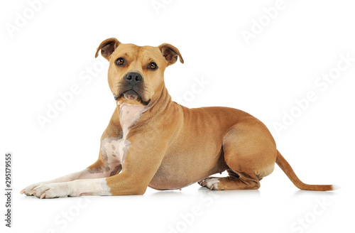 Slika na platnu Studio shot of an adorable American Staffordshire Terrier lying and looking curi