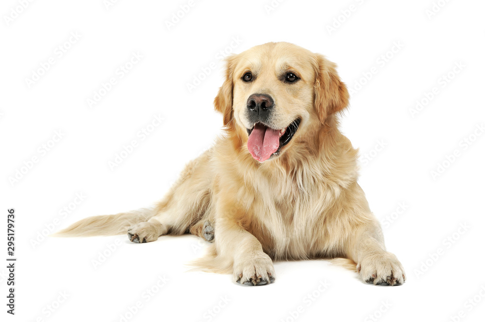 Studio shot of an adorable Golden retriever lying and looking satisfied
