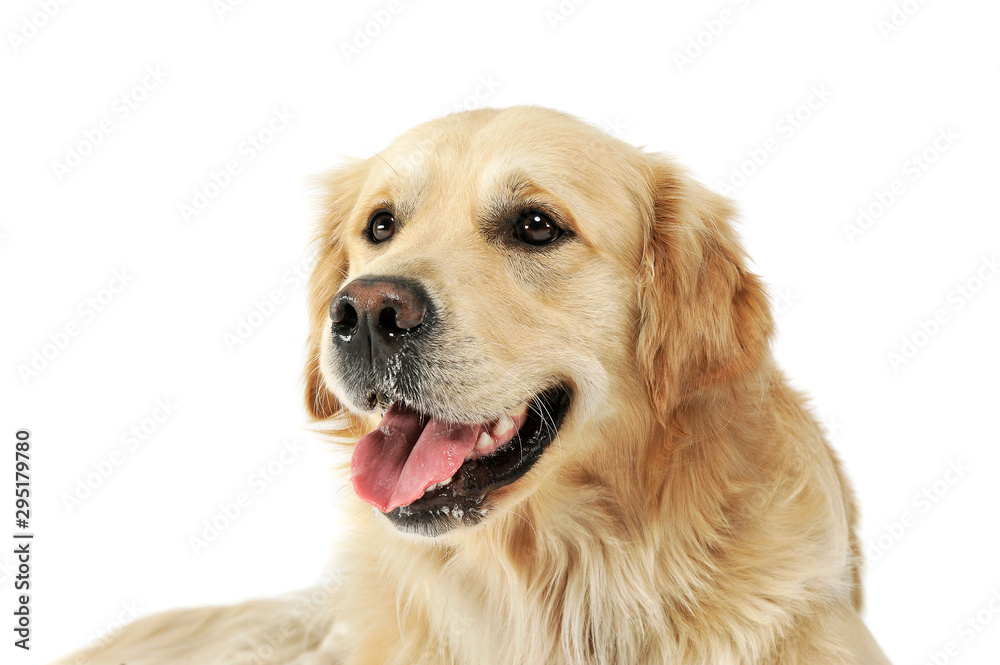 Portrait of an adorable Golden retriever looking satisfied Portrait of an adorable Golden retriever looking satisfied