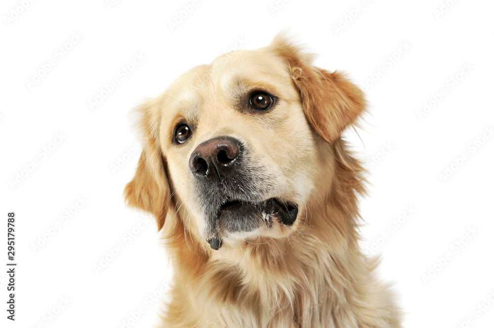 Portrait of an adorable Golden retriever looking curiously at the camera Portrait of an adorable Golden retriever looking curiously at the camera