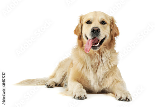 Studio shot of an adorable Golden retriever lying with hanging tongue