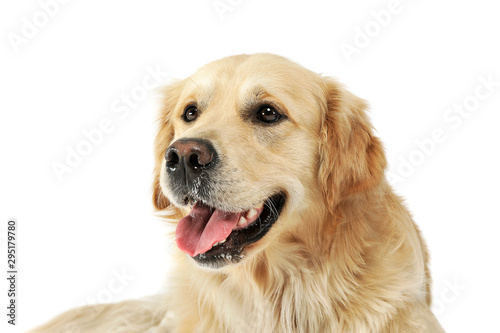 Portrait of an adorable Golden retriever looking satisfied