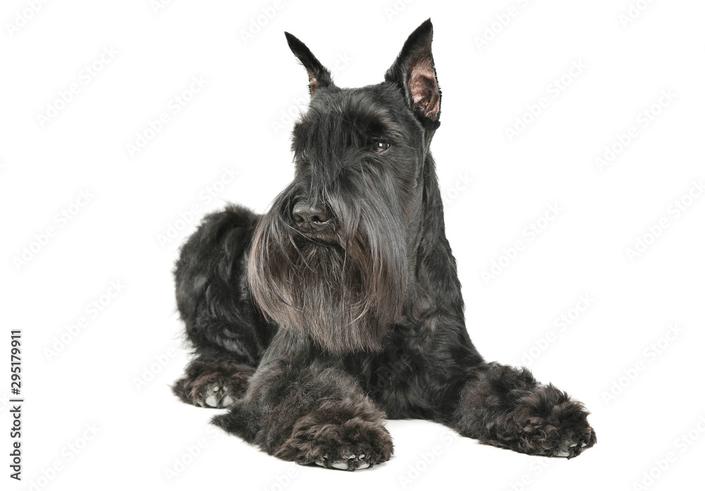Studio shot of an adorable Schnauzer lying and looking curiously