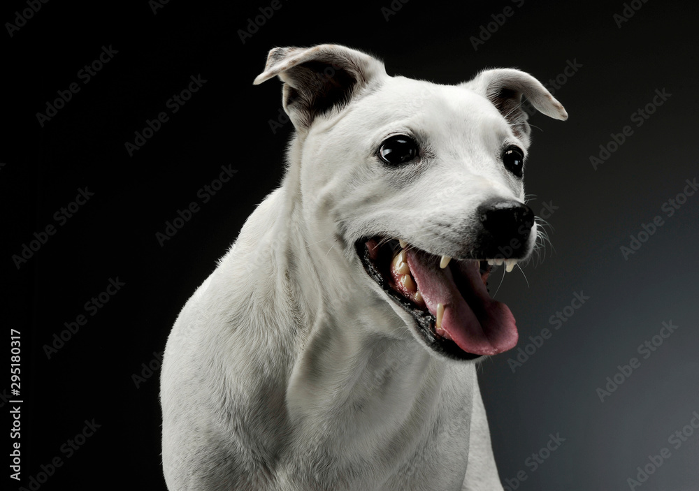 Portrait of an excited mixed breed dog standing and looking angry