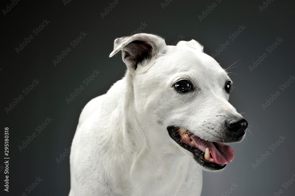 Portrait of an adorable mixed breed dog standing and looking  satisfied