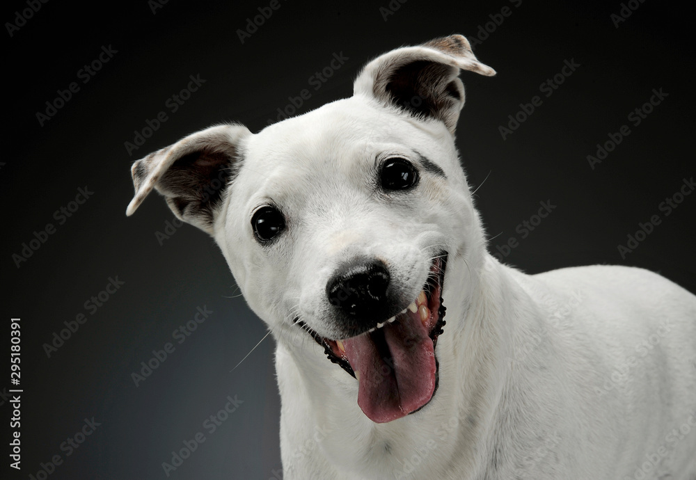 Portrait of an adorable mixed breed dog standing and looking  curiously at the camera