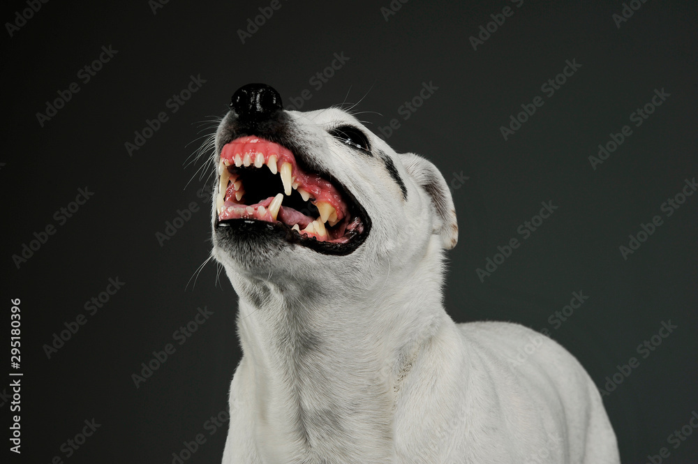 Portrait of an excited mixed breed dog standing and looking angry Portrait of an excited mixed breed dog standing and looking angry