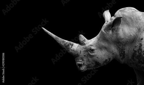 Rhino on the black background