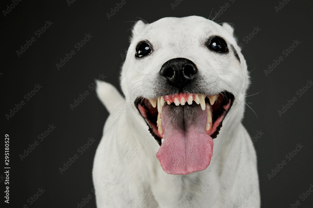 Portrait of an adorable mixed breed dog looking funny with hanging tongue