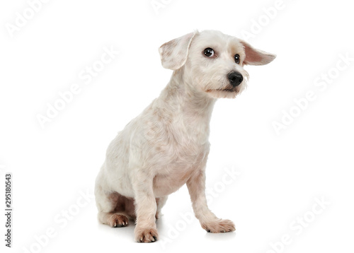 Obraz na płótnie Studio shot of an adorable mixed breed dog sitting and looking curiously at the camera w salonie