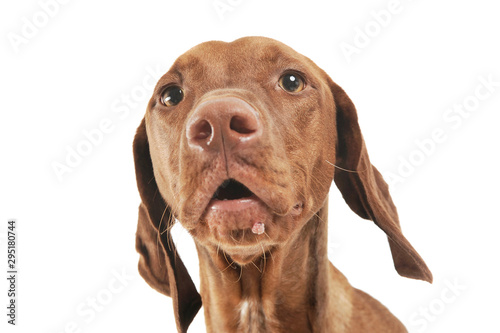 Wallpaper Mural Portrait of an adorable magyar vizsla looking curiously at the camera Torontodigital.ca