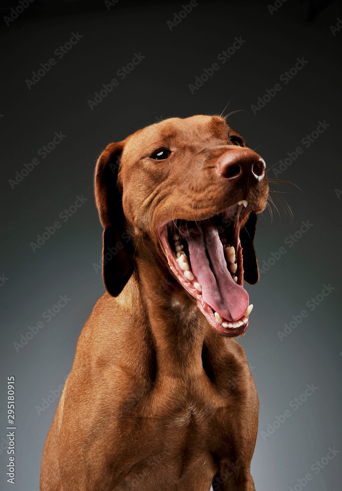Portrait of an adorable magyar vizsla yawning and looking sleepy Portrait of an adorable magyar vizsla yawning and looking sleepy