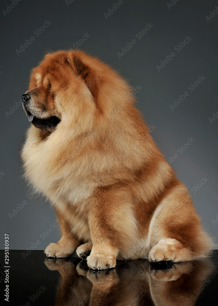 Studio shot of an adorable chow chow sitting and looking curiously Studio shot of an adorable chow chow sitting and looking curiously