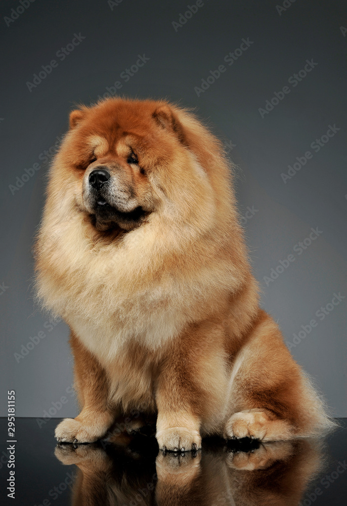 Studio shot of an adorable chow chow sitting and looking curiously