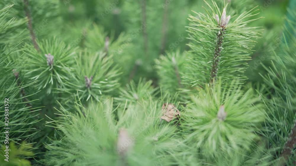 Sapling of a pine close up. Little xmas tree for decoration. Forest growing Sapling of a pine close up. Little xmas tree for decoration. Forest growing