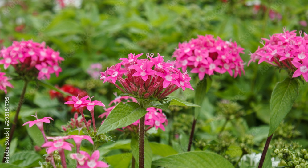 Many bright pink tropical flowers Many bright pink tropical flowers