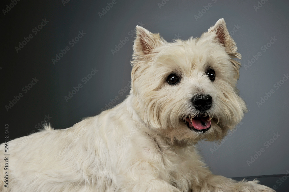 Portrait of an adorable West Highland White Terrier lying nd looking satisfied Portrait of an adorable West Highland White Terrier lying nd looking satisfied