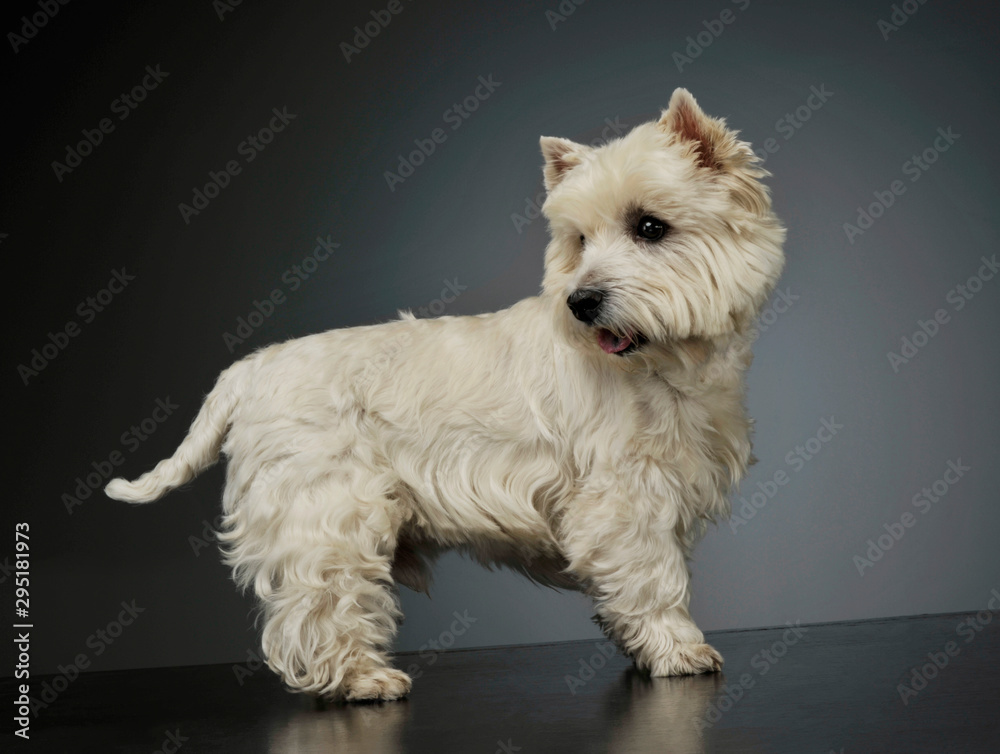 Studio shot of an adorable West Highland White Terrier standing and looking back curiously Studio shot of an adorable West Highland White Terrier standing and looking back curiously
