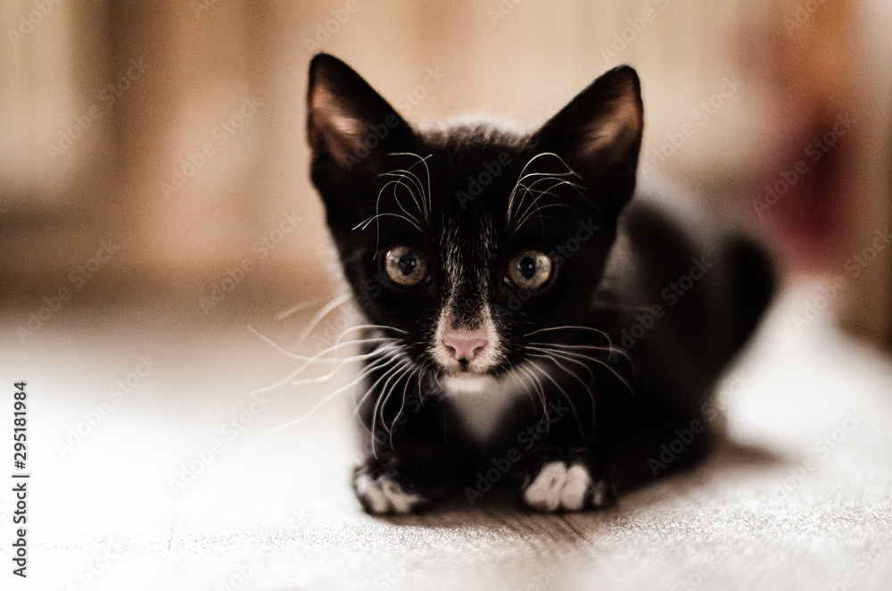 kleine schwarz weiße Baby Katze schaut frontal in die Kamera
