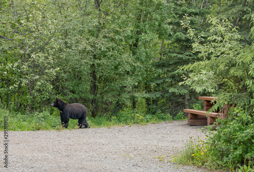 Fényképezés Black bear in an empty campsite in summer