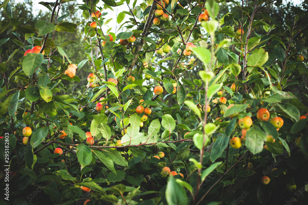 Crab apple branch of tree with apples fruits and leaves Crab apple branch of tree with apples fruits and leaves