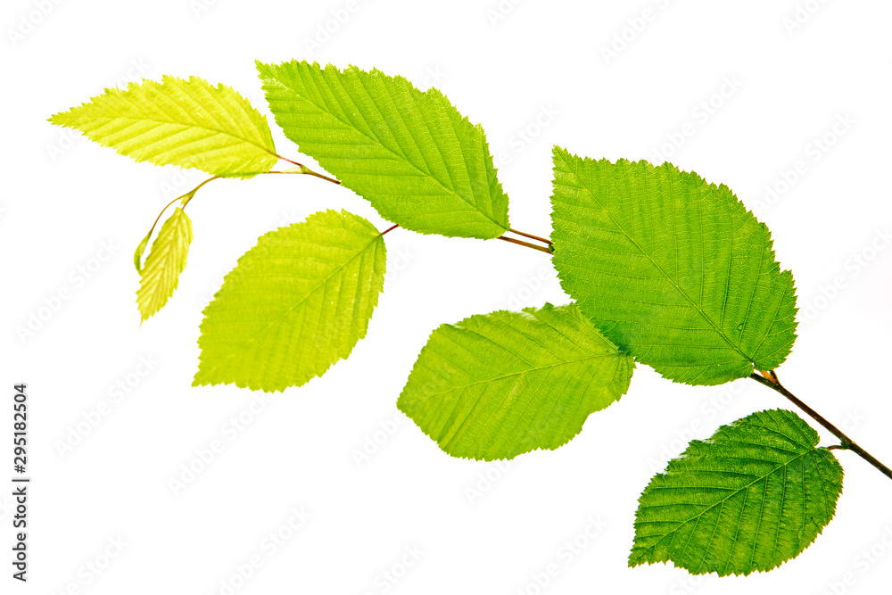 Green beech leaves on branch isolated on white background. Green beech leaves on branch isolated on white background.