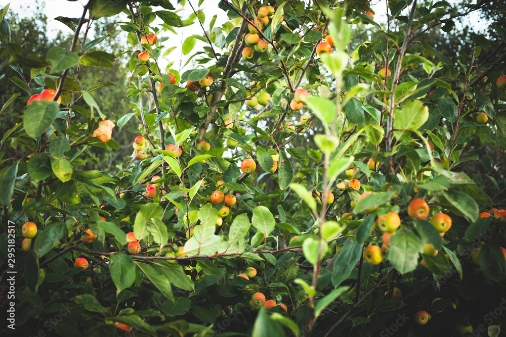 Crab apple branch of tree with apples fruits and leaves Crab apple branch of tree with apples fruits and leaves