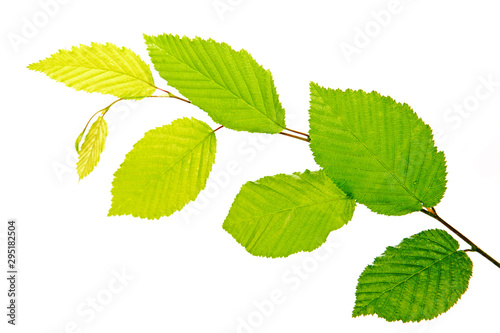 Green beech leaves on branch isolated on white background.