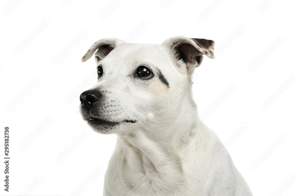 Portrait of an adorable mixed breed dog looking up curiously Portrait of an adorable mixed breed dog looking up curiously