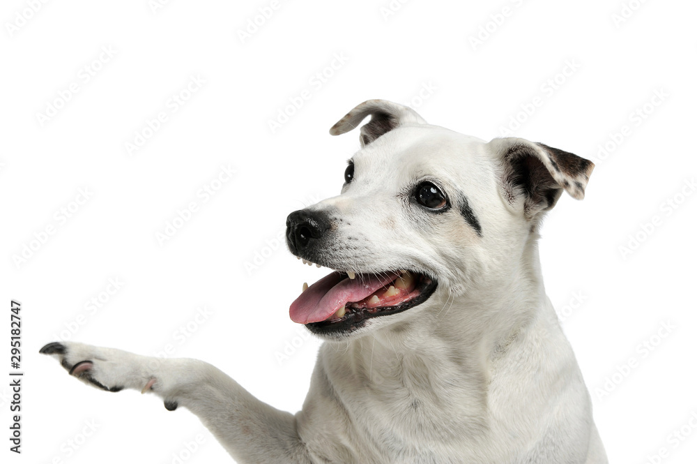 Portrait of an adorable mixed breed dog lifting her front leg and looking satisfied