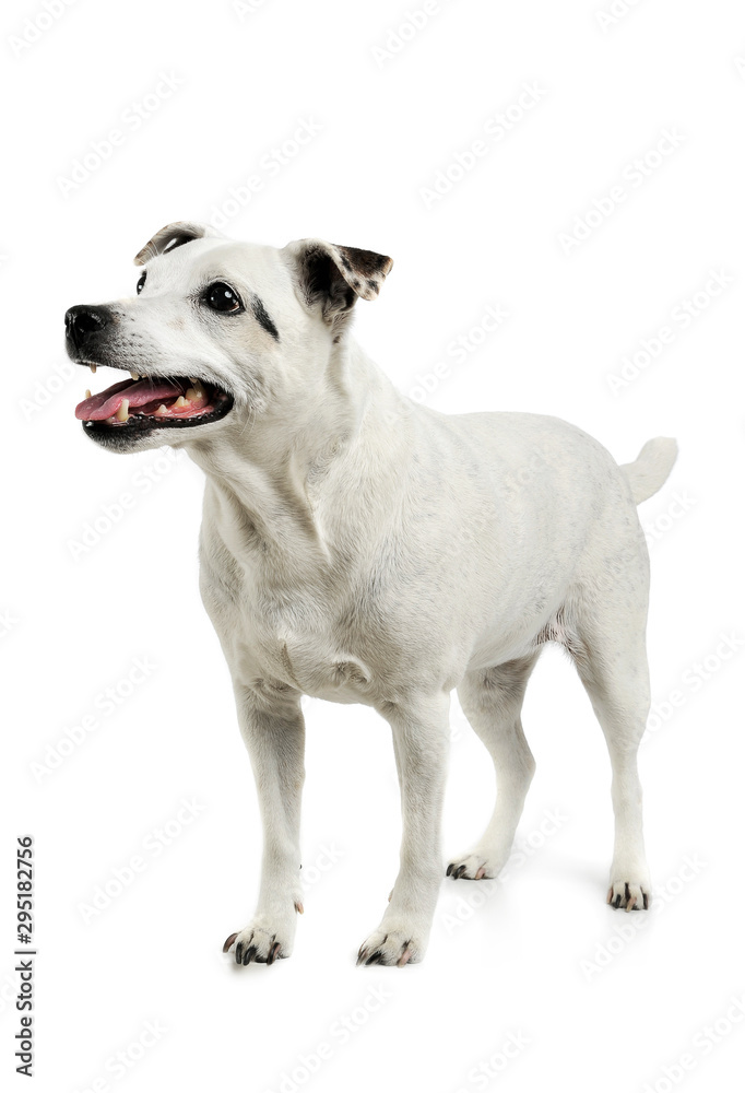 Studio shot of an adorable mixed breed dog standing and looking satisfied