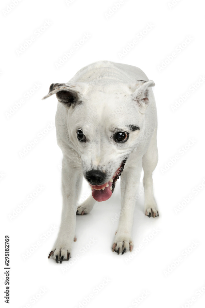 Studio shot of an adorable mixed breed dog standing and looking angry