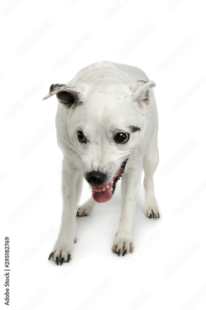 Studio shot of an adorable mixed breed dog standing and looking angry Studio shot of an adorable mixed breed dog standing and looking angry