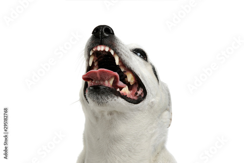 Portrait of an adorable mixed breed dog barking on white background © kisscsanad