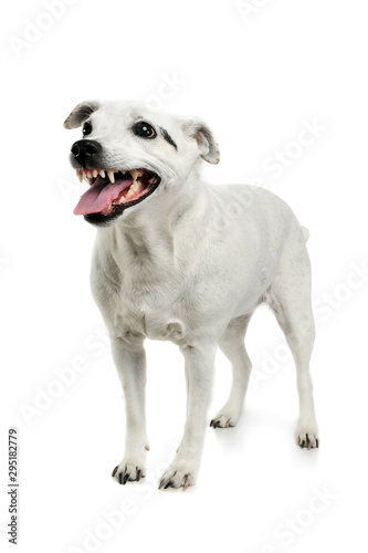 Studio shot of an adorable mixed breed dog standing and looking angry
