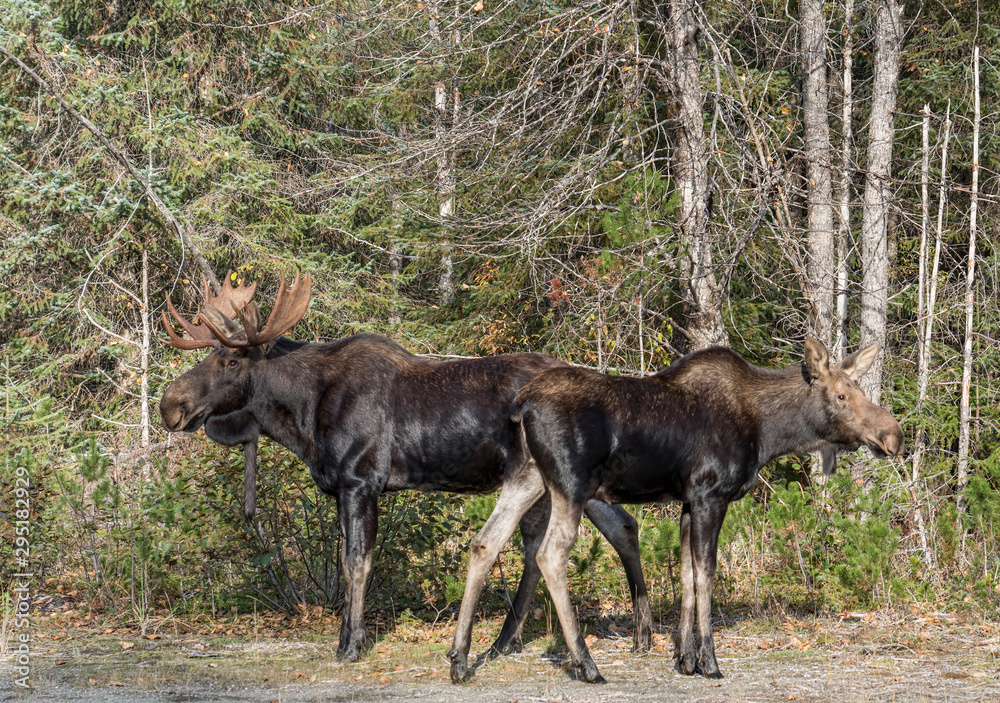Fototapeta premium Male and female moose in fall