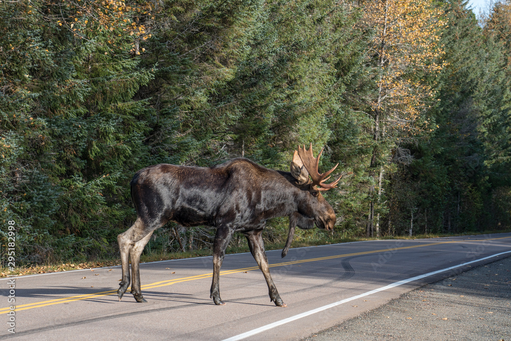 Window stickers Alaskan moose crossing the road - Nikkel-Art.co.uk