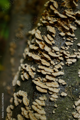 Inedible mushrooms on a tree trunk