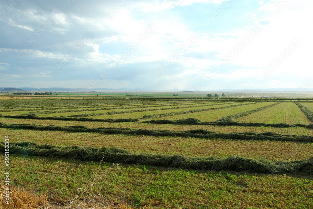 Fields of cut hay reaching into the horizon