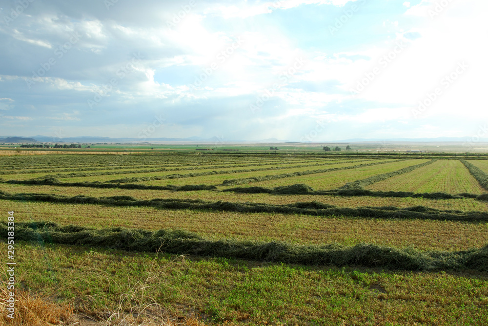 Fields of cut hay reaching into the horizon Fields of cut hay reaching into the horizon