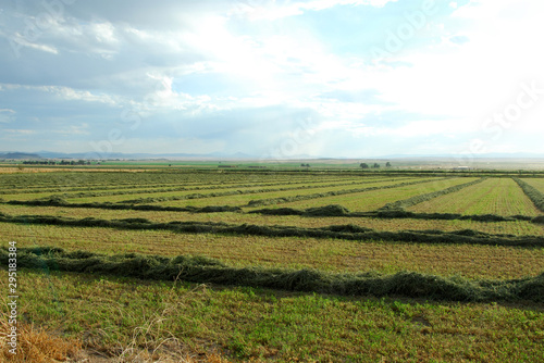 Fields of cut hay reaching into the horizon