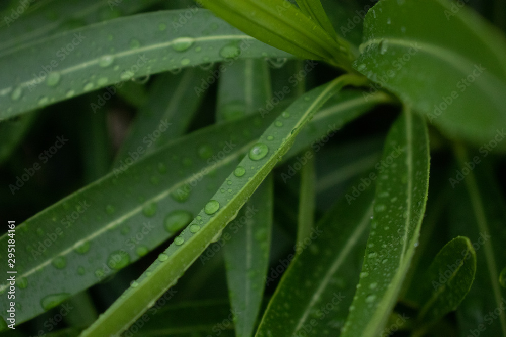 Nature after rain, rain drops of water Nature after rain, rain drops of water
