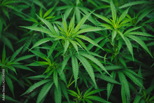 marijuana leaves growing medicinal cannabis plant