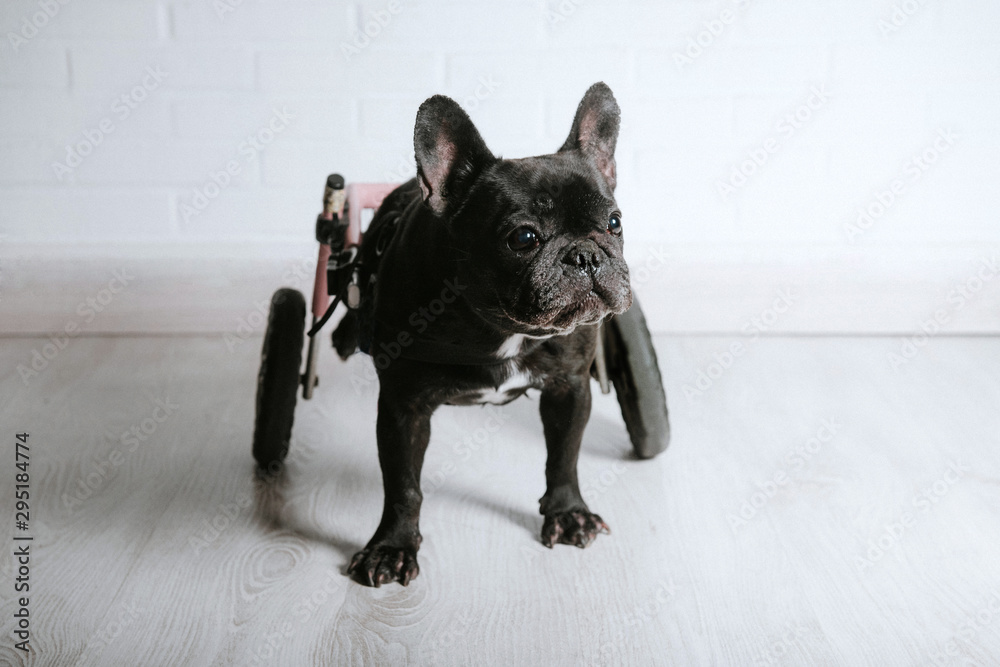 Disabled animal, French bulldog dog in wheelchair