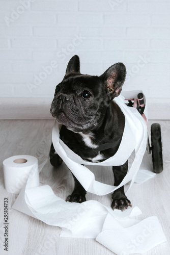 Disabled animal, French bulldog dog in wheelchair, entangled in toilet paper after playing
