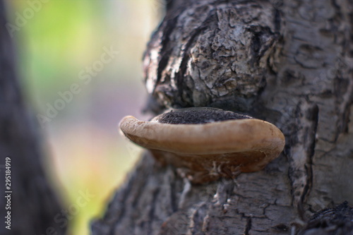 Wood Mushroom. Brown wild mushroom at big tree that fell down in the deep forest