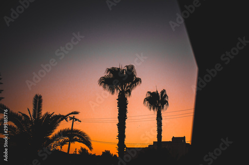 silhouette of palms tree at sunset