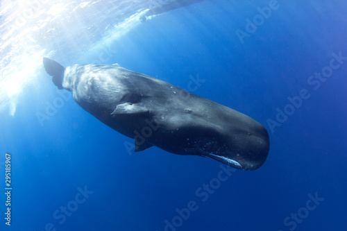 sperm whale, physeter macrocephalus, Indian Ocean	