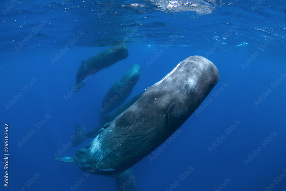 Obraz premium sperm whale, physeter macrocephalus, Indian Ocean 